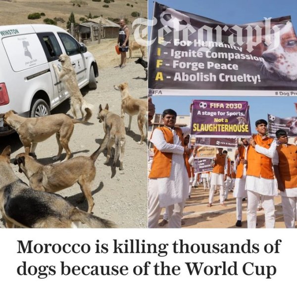 电讯报：为理财2030年寰宇杯，摩洛哥清廉边界捕杀流浪狗激发不悦